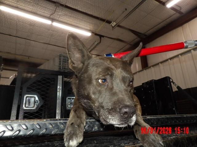 Bosco, a Adoptable Mixed Breed in Hobbs, NM image 3/5