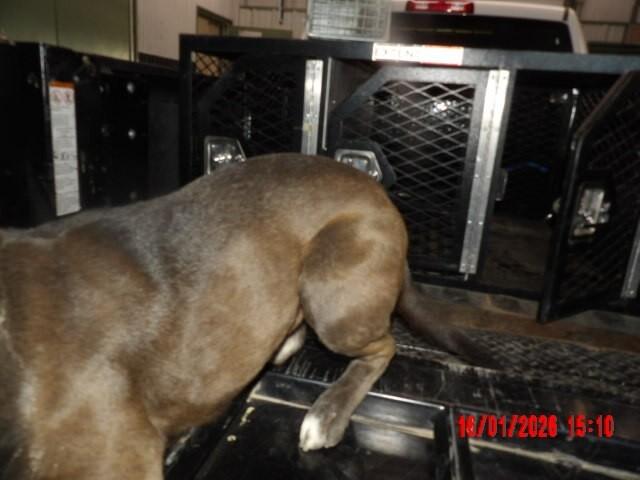 Bosco, a Adoptable Mixed Breed in Hobbs, NM image 4/5