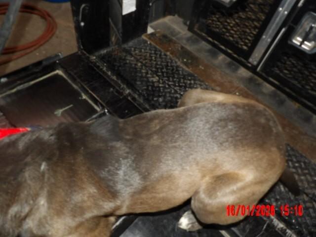 Bosco, a Adoptable Mixed Breed in Hobbs, NM image 5/5