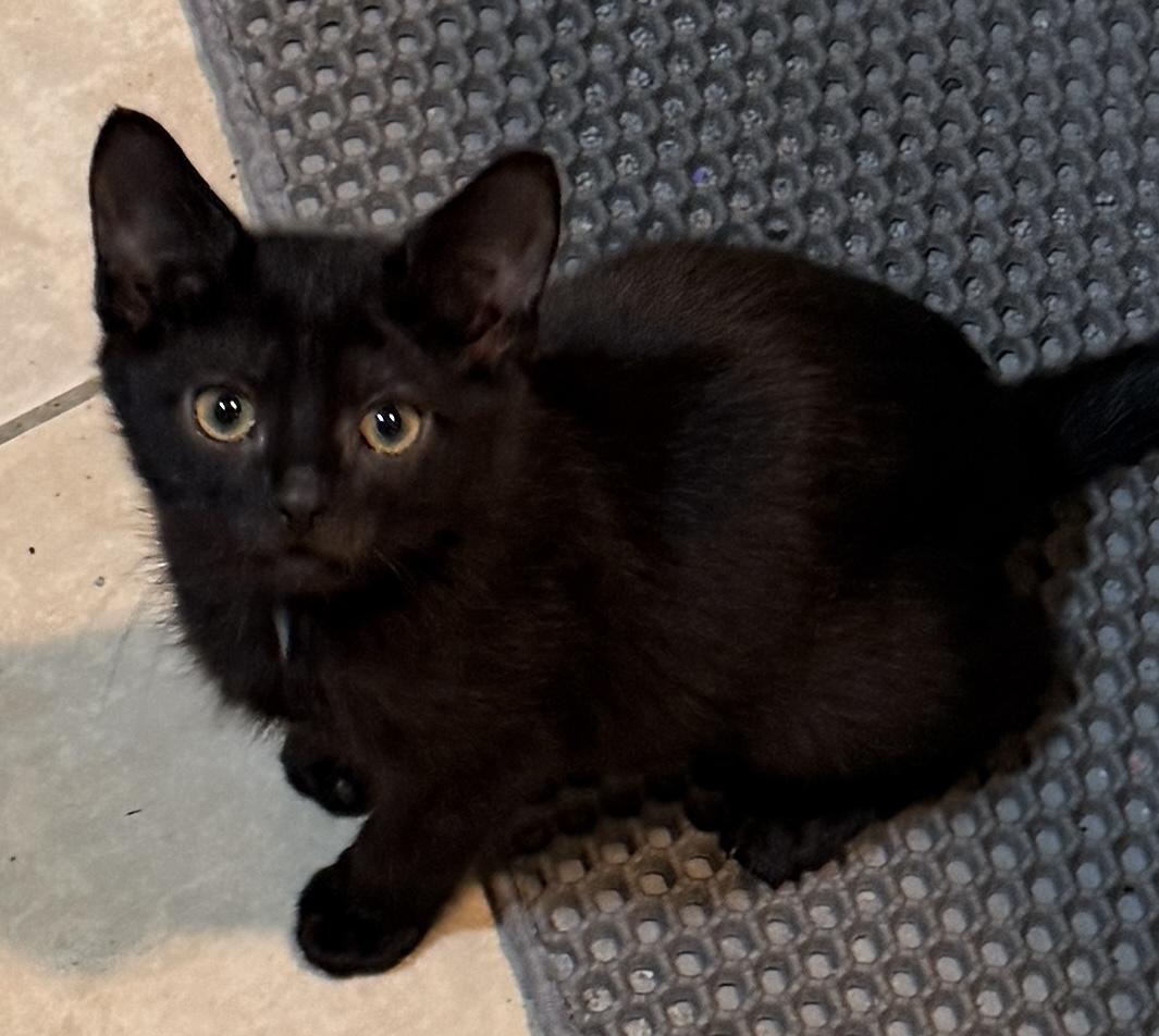 Boo, Adoptable, Kitten Male Domestic Short Hair.