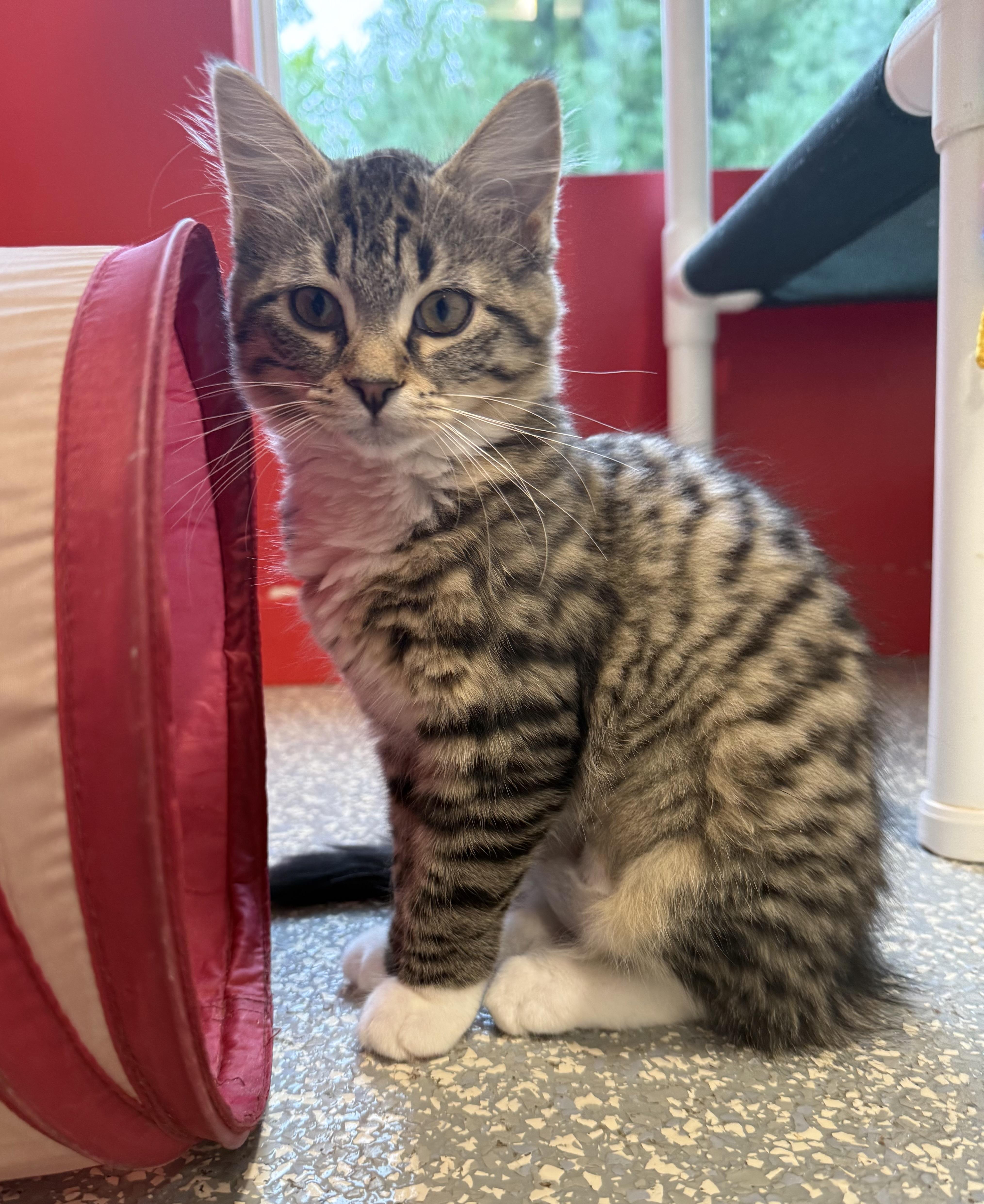 Lola, adopted, Kitten Female Domestic Short Hair.