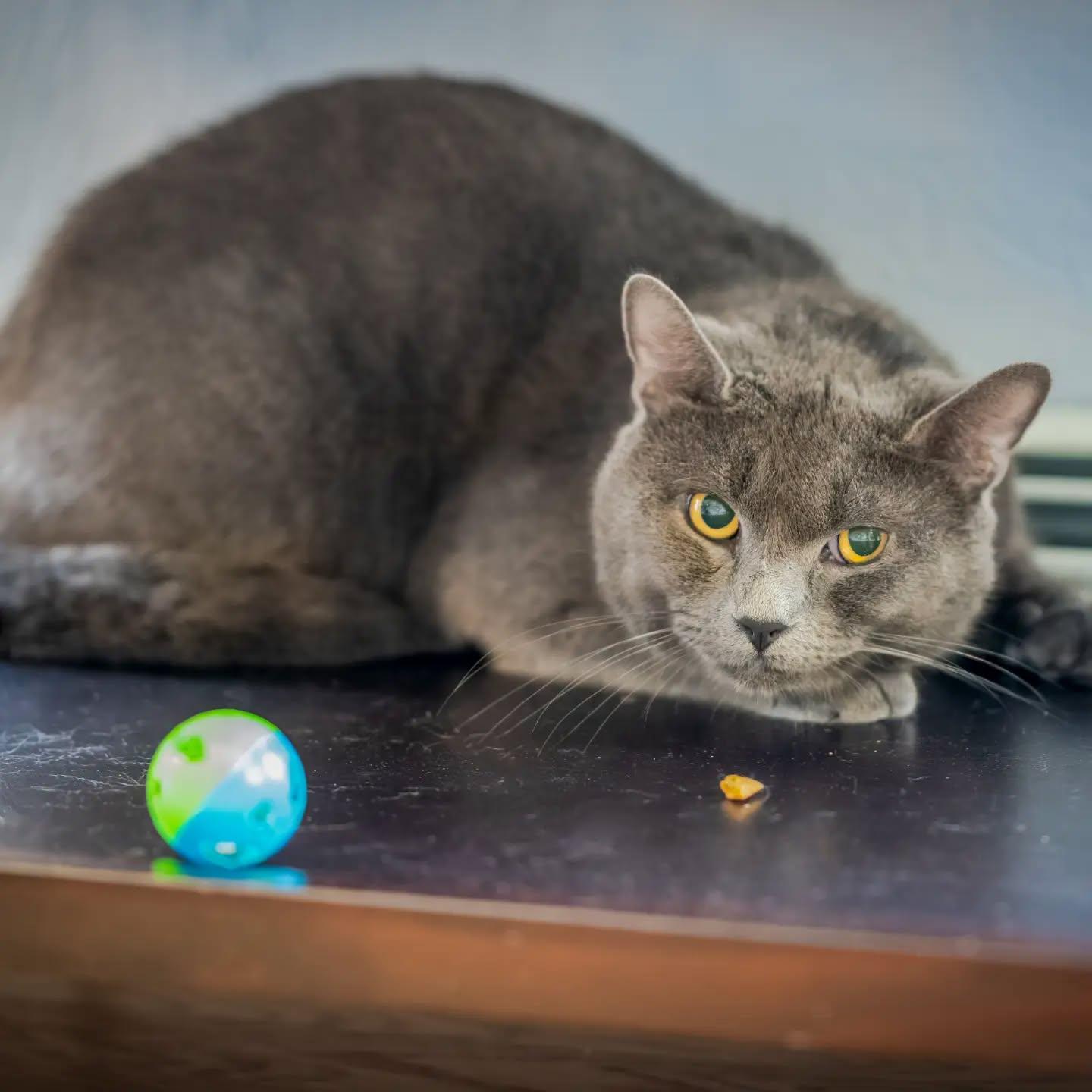Enlarge Sterling (very shy. no fee), a Adoptable mixed breed in HANSON, MA image 1/2