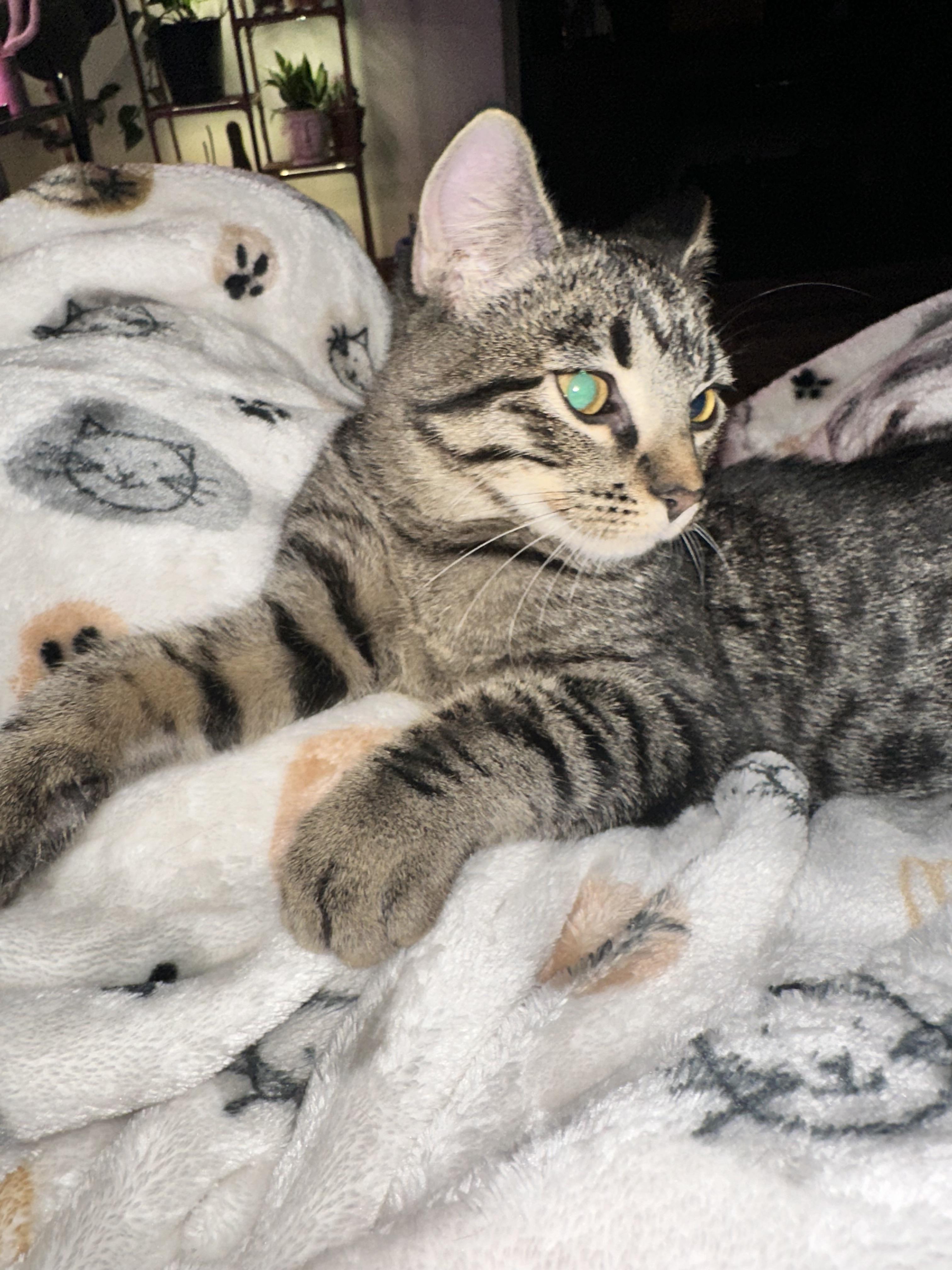 Enlarge Willow, a Adoptable Domestic Short Hair in North Platte, NE image 3/5