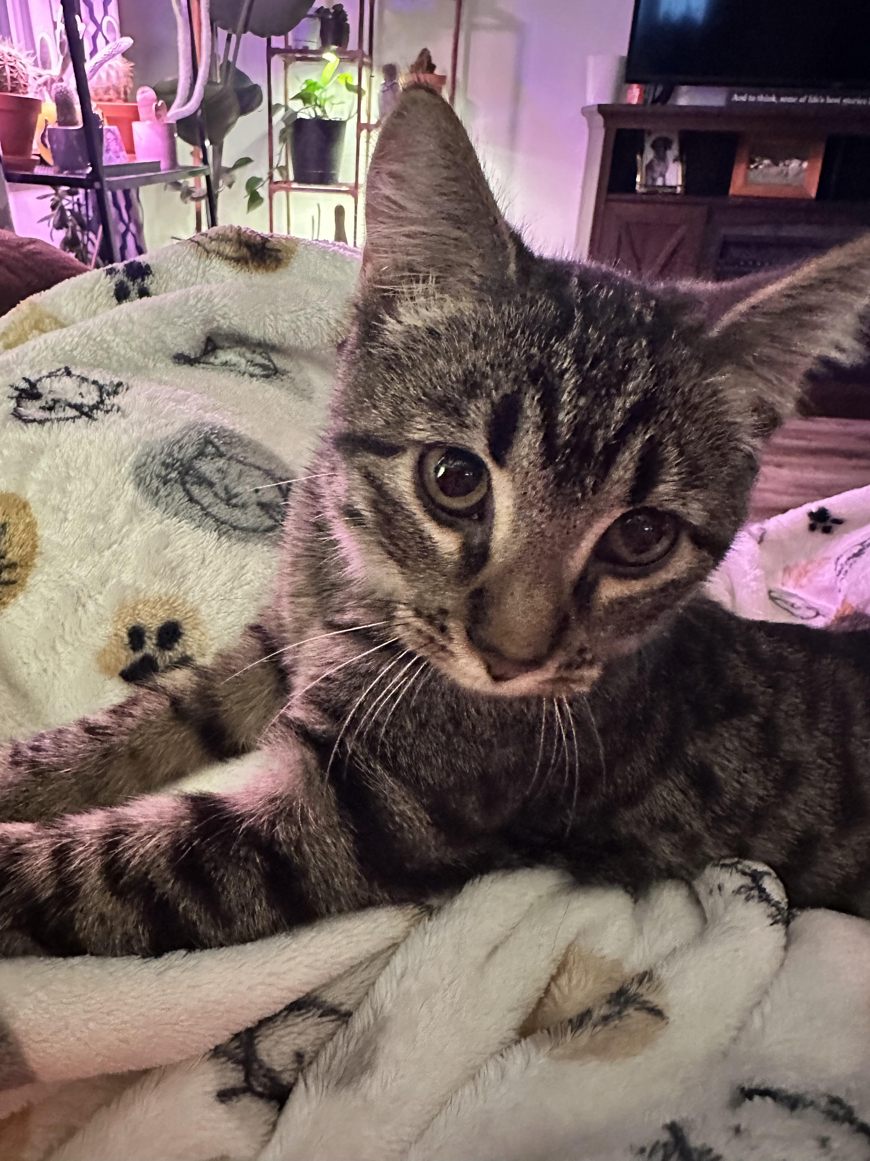 Enlarge Willow, a Adoptable Domestic Short Hair in North Platte, NE image 5/5