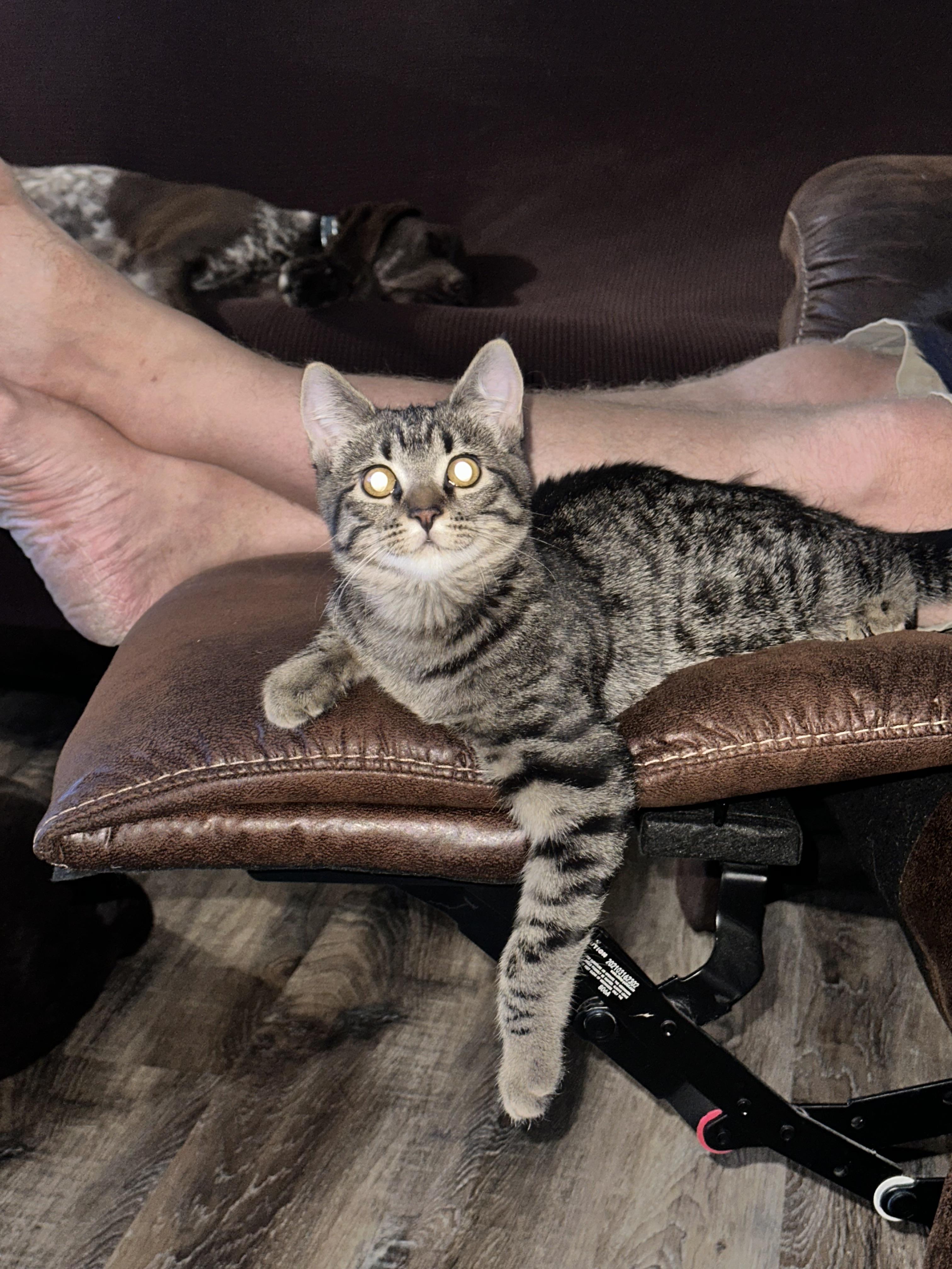 Willow, Adoptable, Young Female Domestic Short Hair.