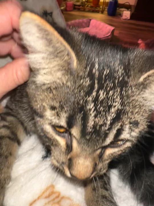 Enlarge Willow, a Adoptable Domestic Short Hair in North Platte, NE video 1/5