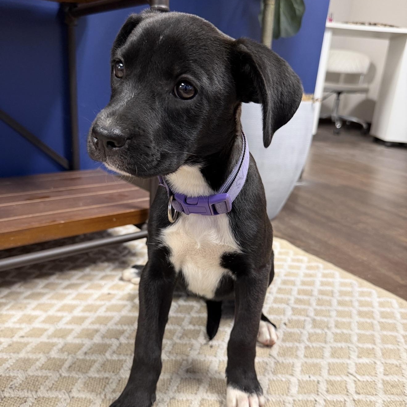Enlarge ALLIE, a Adoptable mixed breed in Griswold , CT image 3/4