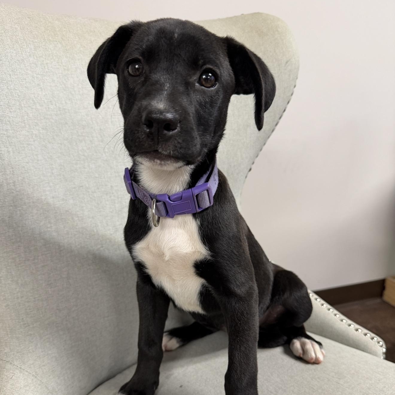 Enlarge ALLIE, a Adoptable mixed breed in Griswold , CT image 2/4