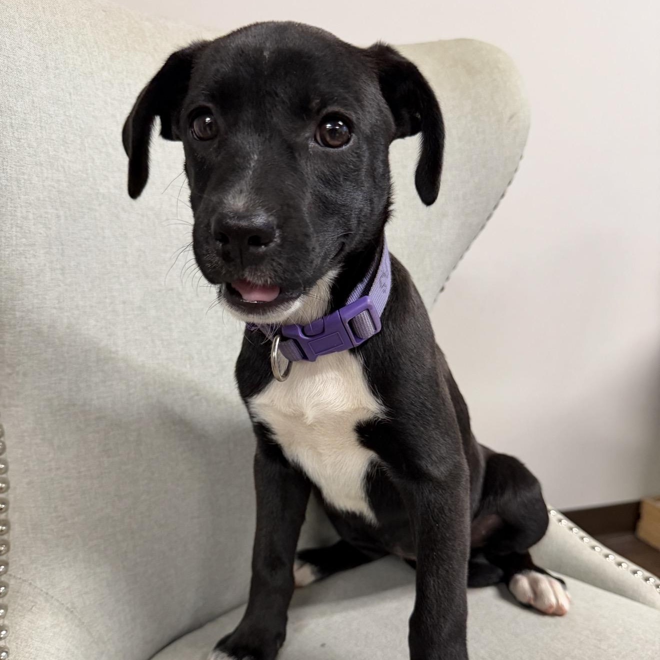 Enlarge ALLIE, a Adoptable mixed breed in Griswold , CT image 4/4