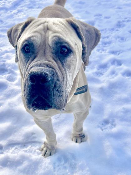 Enlarge Leo, a ADOPTABLE Mastiff in Belleville, MI image 3/3