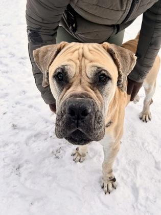 Enlarge Leo, a ADOPTABLE Mastiff in Belleville, MI image 2/3