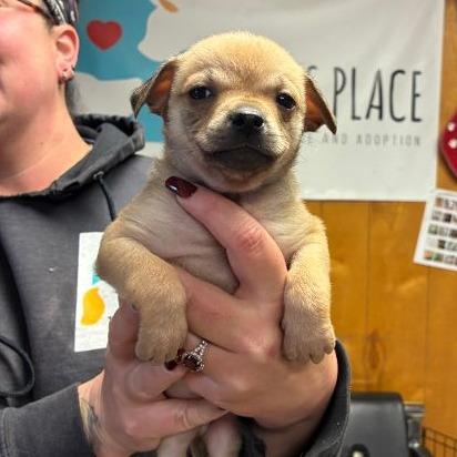 Enlarge Mash/A1043158, a Adoptable mixed breed in San Pablo, CA image 1/4