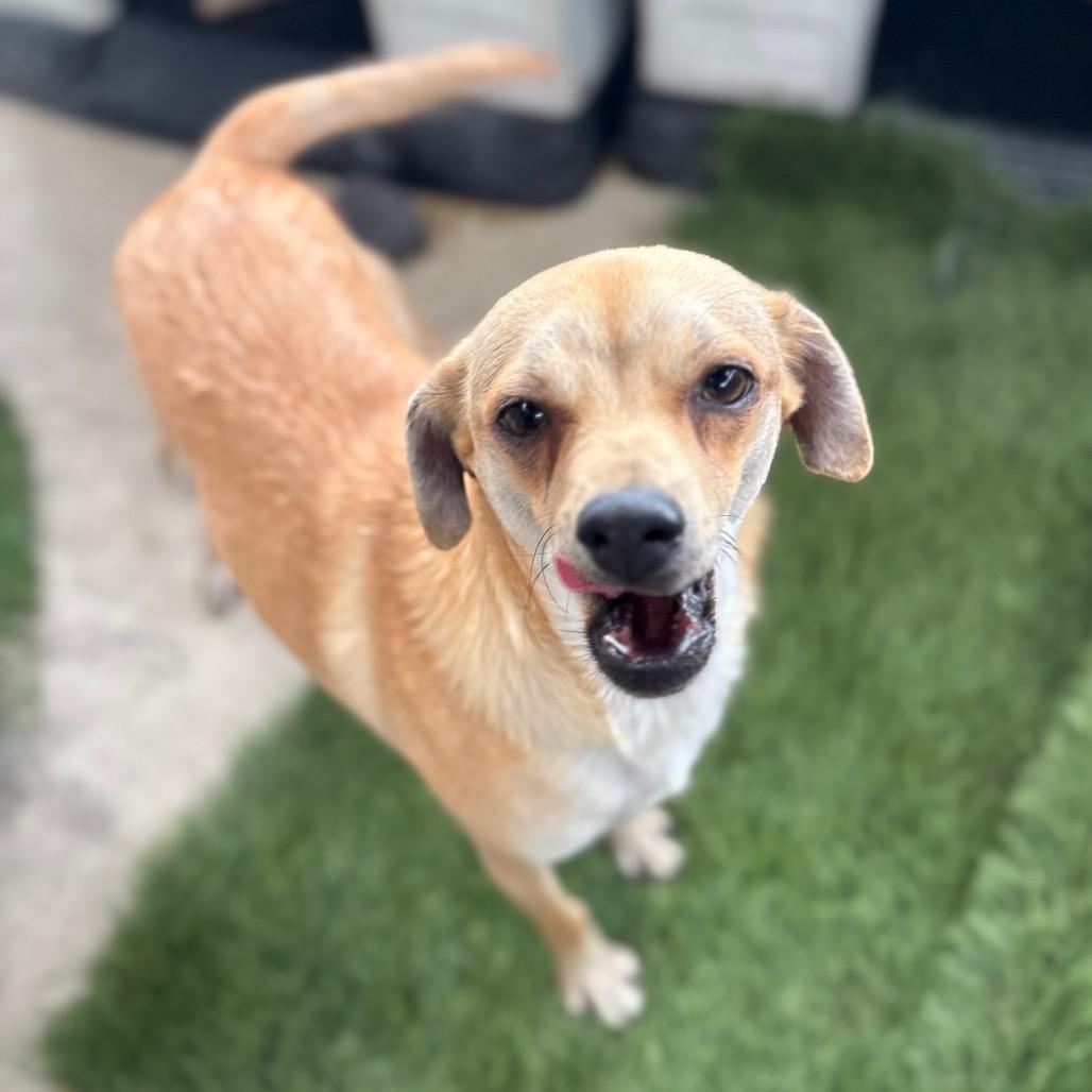 Enlarge Mash/A1043158, a Adoptable mixed breed in San Pablo, CA image 2/4