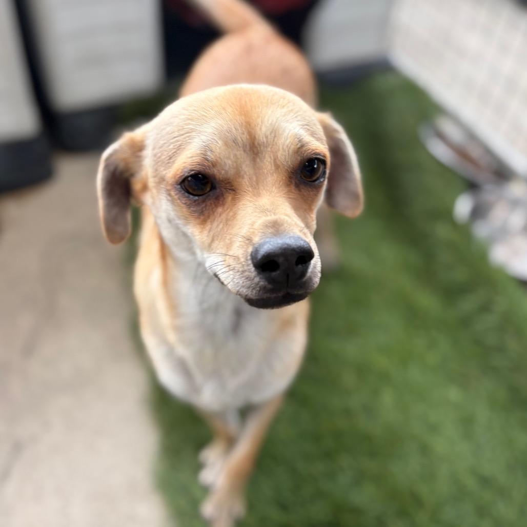 Enlarge Mash/A1043158, a Adoptable mixed breed in San Pablo, CA image 3/4