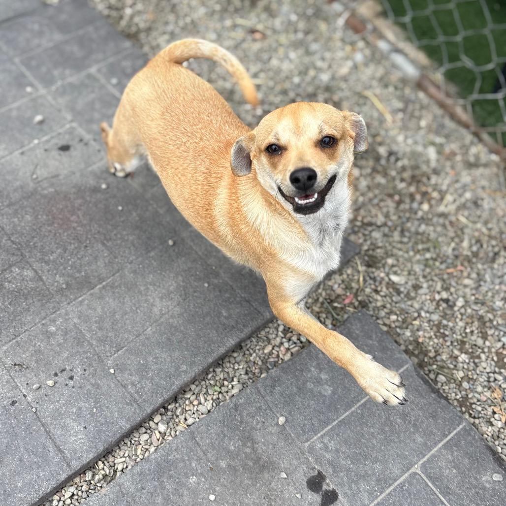 Enlarge Mash/A1043158, a Adoptable mixed breed in San Pablo, CA image 4/4