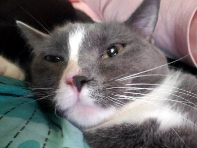 DAISY, a Adoptable Domestic Short Hair in Henderson, NV image 1/3