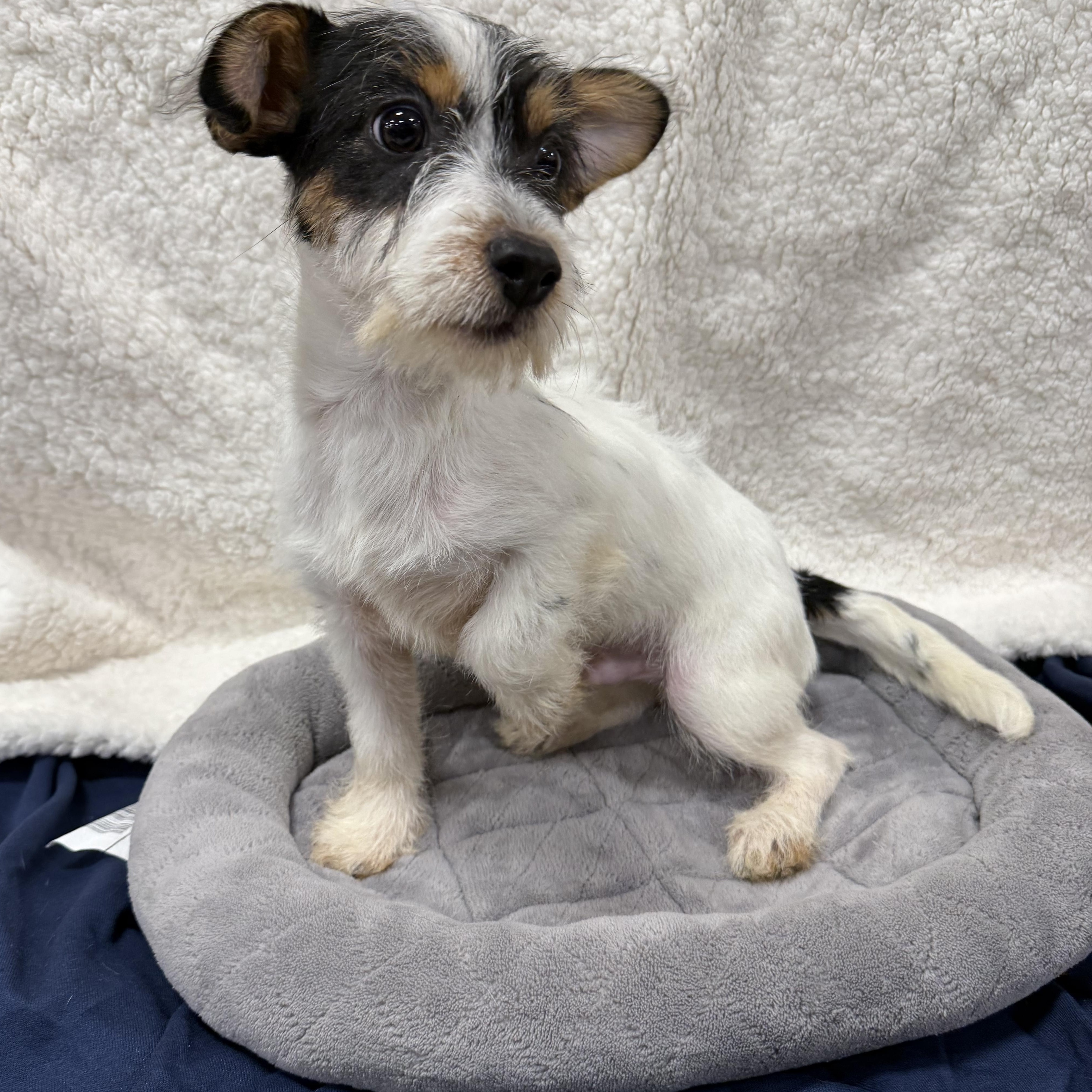 Russell, a Adoptable mixed breed in Baton Rouge, LA image 3/4