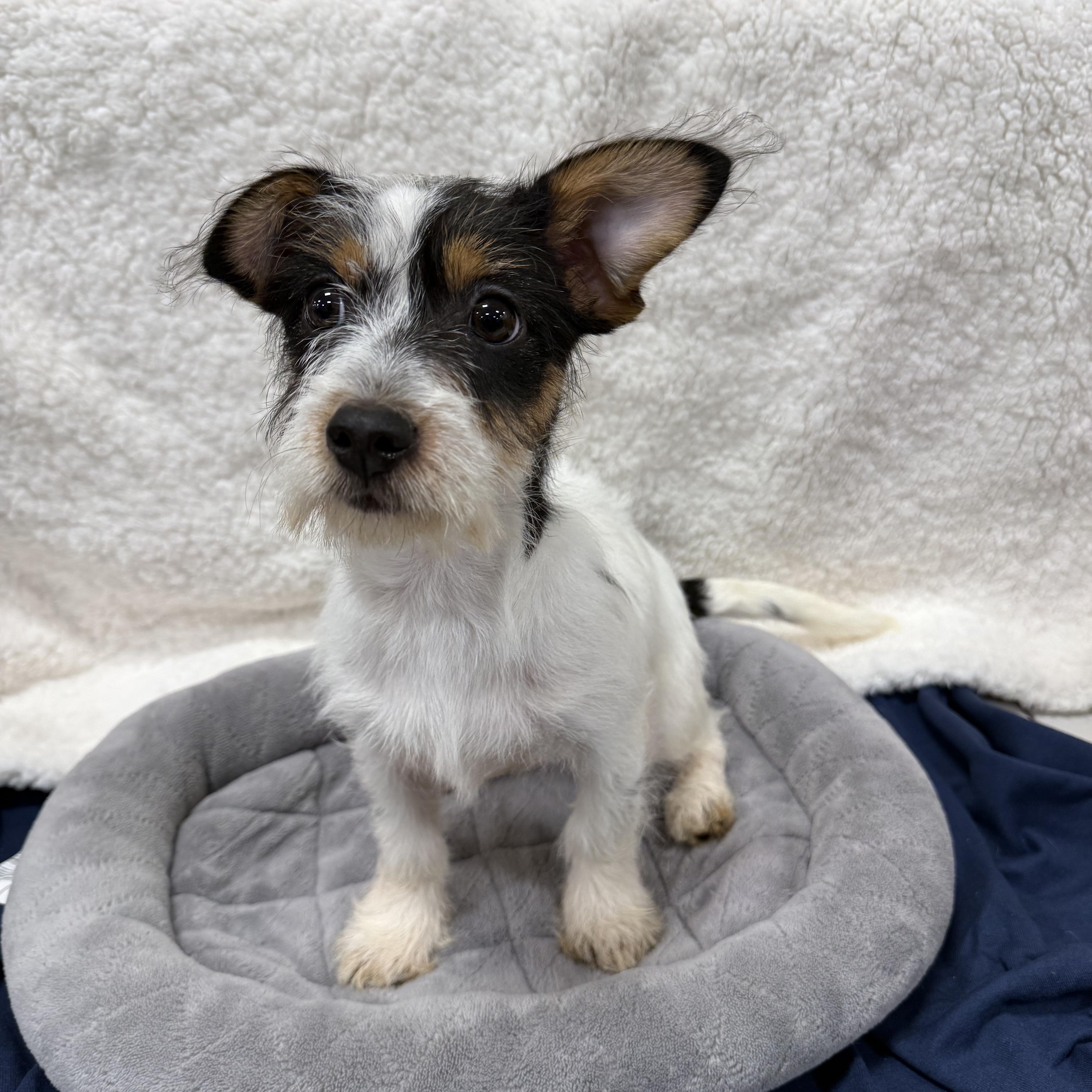 Russell, a Adoptable mixed breed in Baton Rouge, LA image 1/4