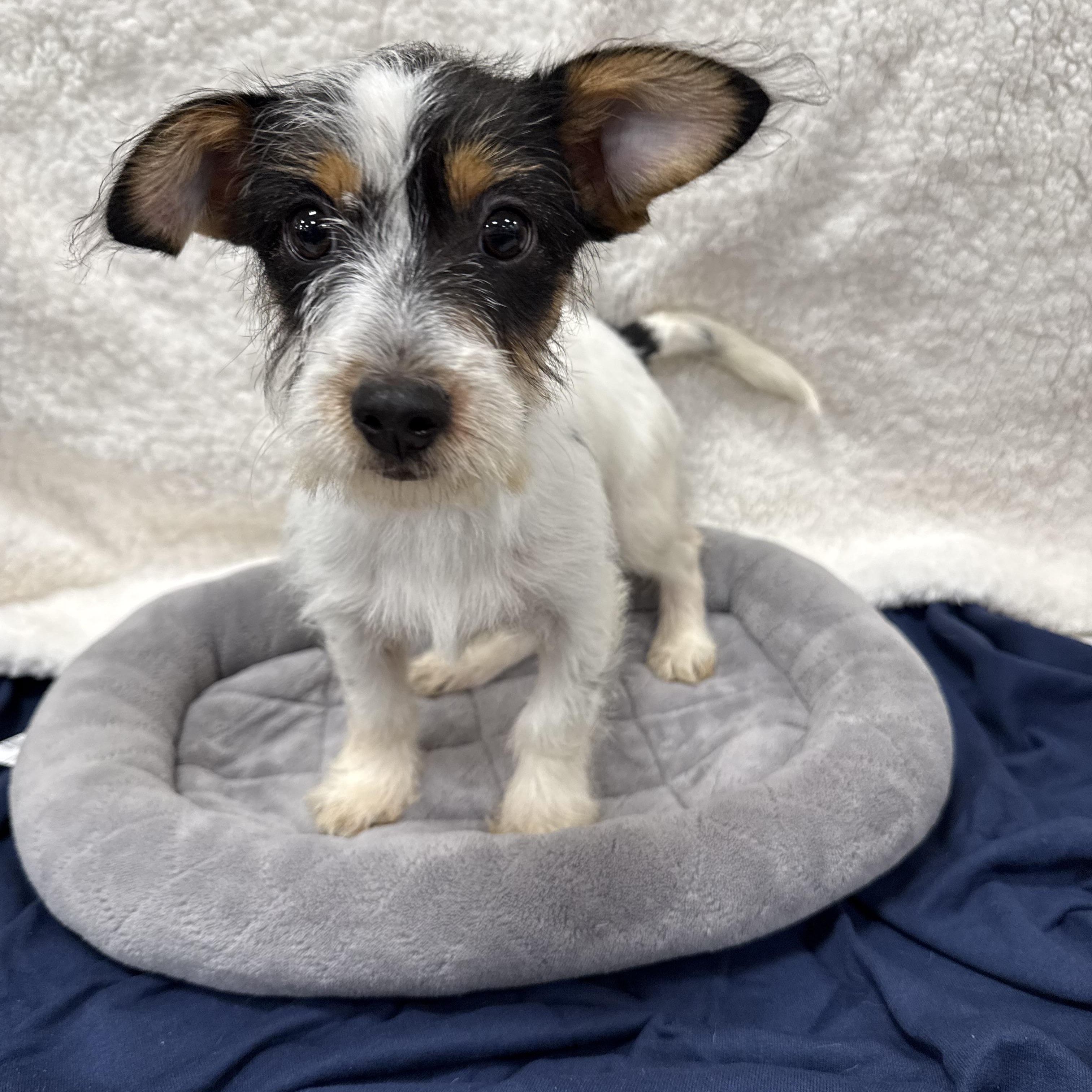 Russell, a Adoptable mixed breed in Baton Rouge, LA image 4/4