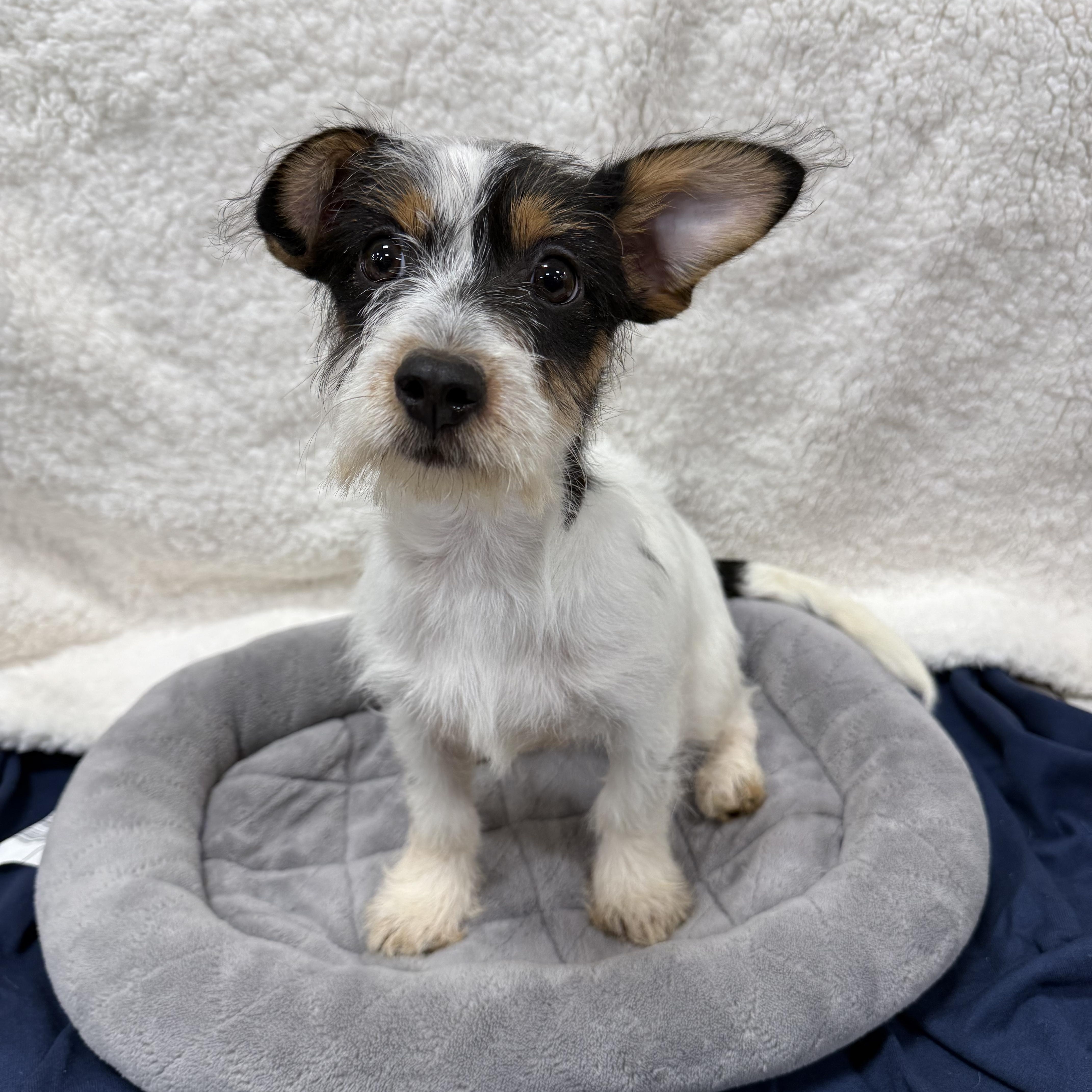 Russell, a Adoptable mixed breed in Baton Rouge, LA image 2/4