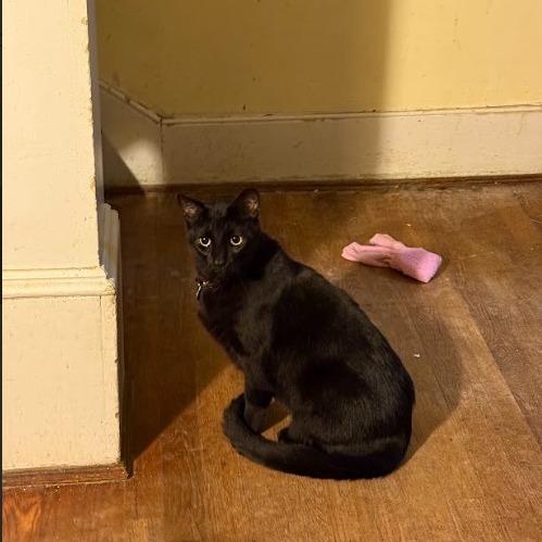 Jules, a Adoptable Domestic Short Hair in Oakton, VA image 1/5