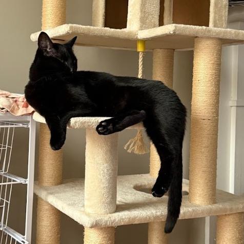 Jules, a Adoptable Domestic Short Hair in Oakton, VA image 2/5