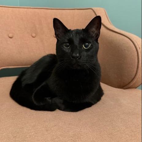 Jules, a Adoptable Domestic Short Hair in Oakton, VA image 3/5