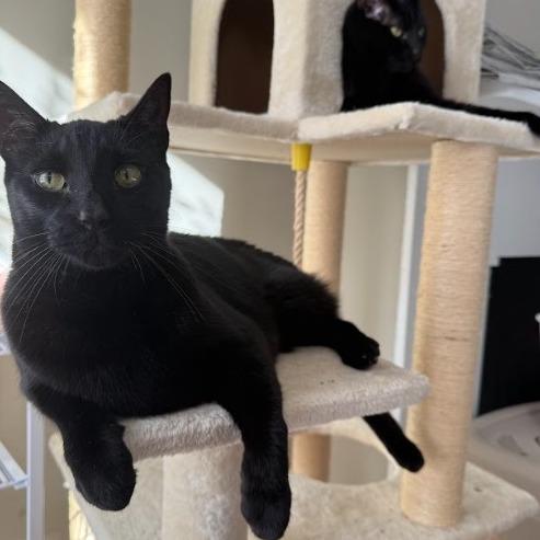 Jules, a Adoptable Domestic Short Hair in Oakton, VA image 4/5