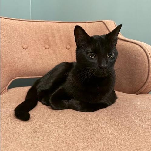 Jules, a Adoptable Domestic Short Hair in Oakton, VA image 5/5