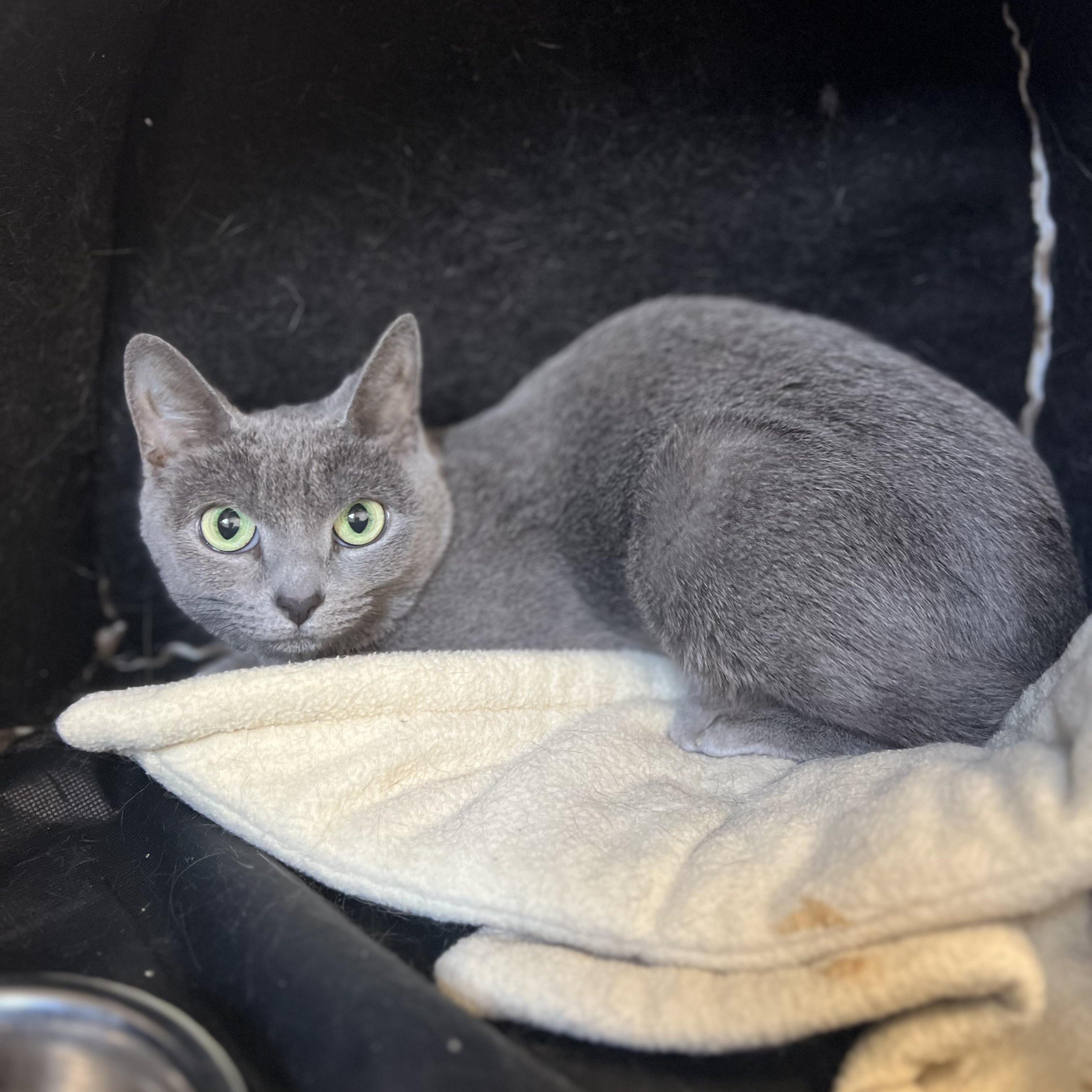 Enlarge Melia 4337, an adoptable Domestic Short Hair in St Stephen, NB image 1/1