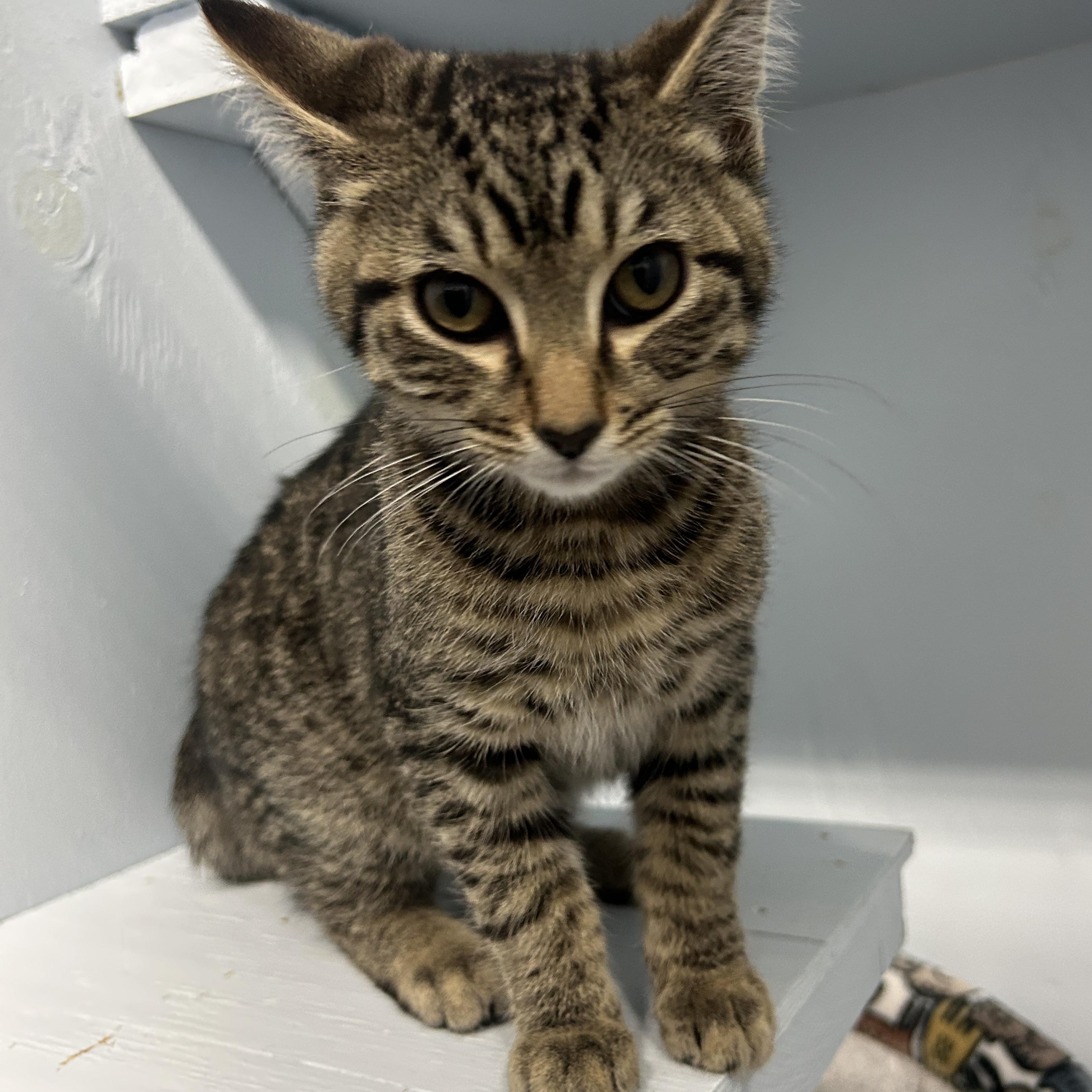 Enlarge Squanchy, a Adoptable Domestic Short Hair in Mission, BC image 3/4