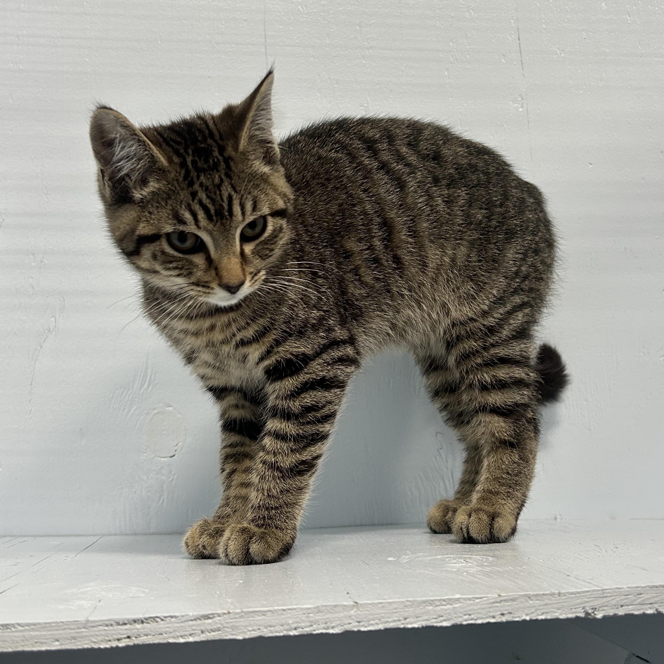 Enlarge Squanchy, a Adoptable Domestic Short Hair in Mission, BC image 1/4