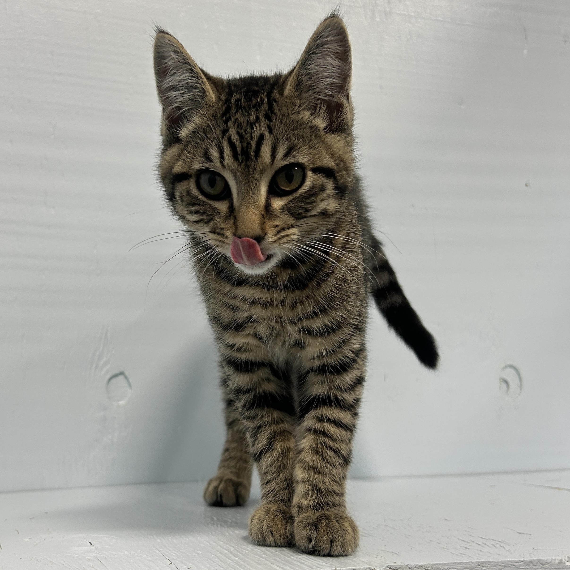 Enlarge Squanchy, a Adoptable Domestic Short Hair in Mission, BC image 2/4