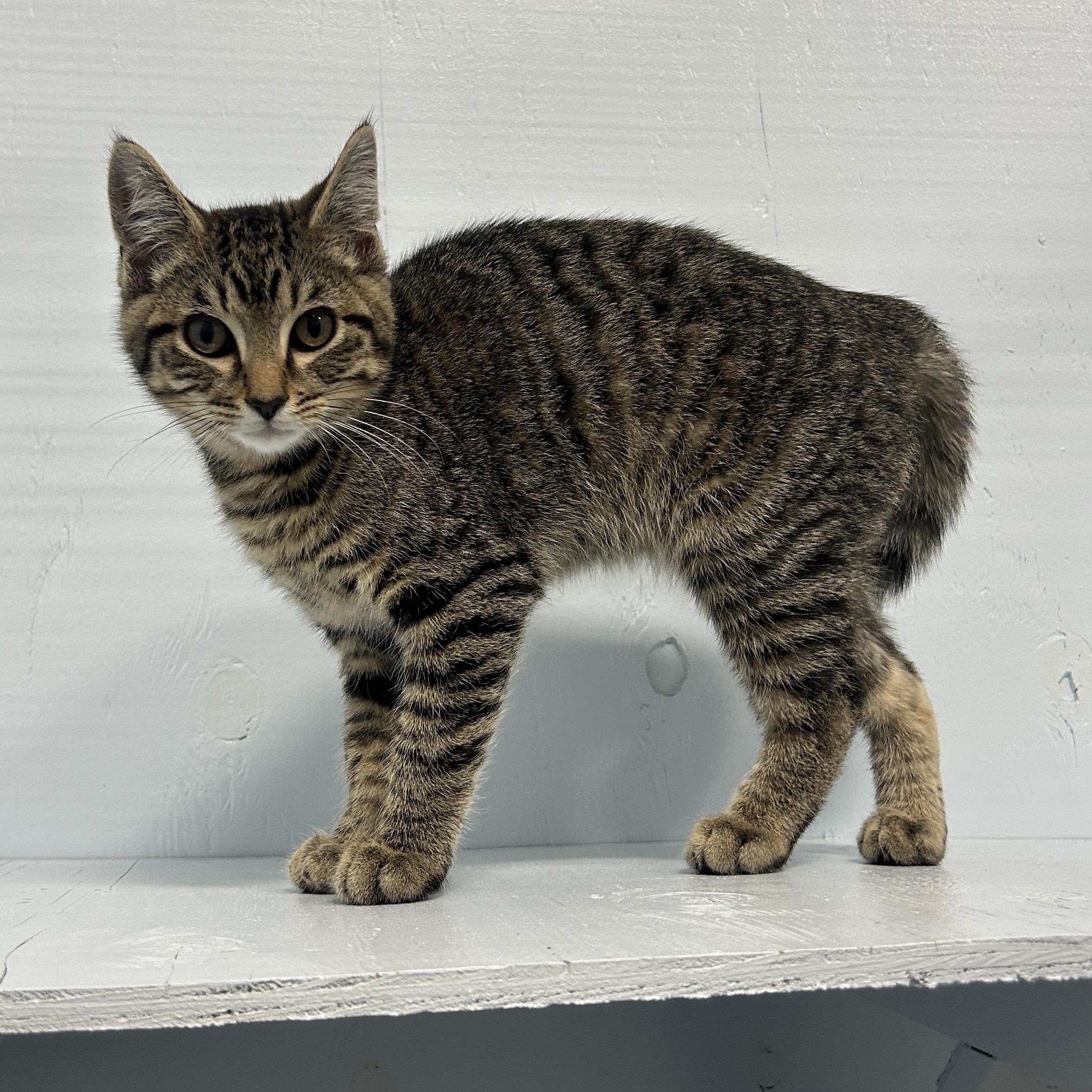 Enlarge Squanchy, a Adoptable Domestic Short Hair in Mission, BC image 4/4