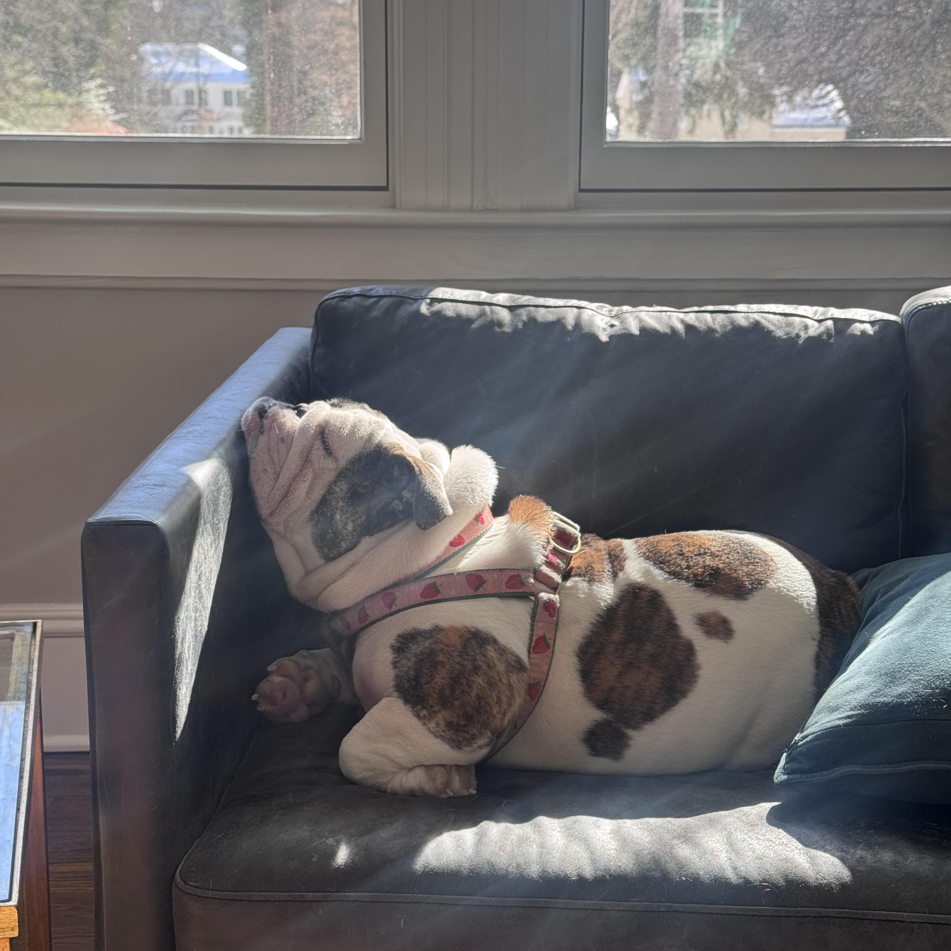 Enlarge Matilda, a ADOPTABLE English Bulldog in Belmar, NJ image 5/5