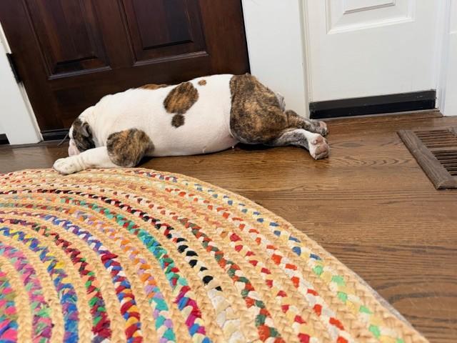 Enlarge Matilda, a ADOPTABLE English Bulldog in Belmar, NJ image 2/5