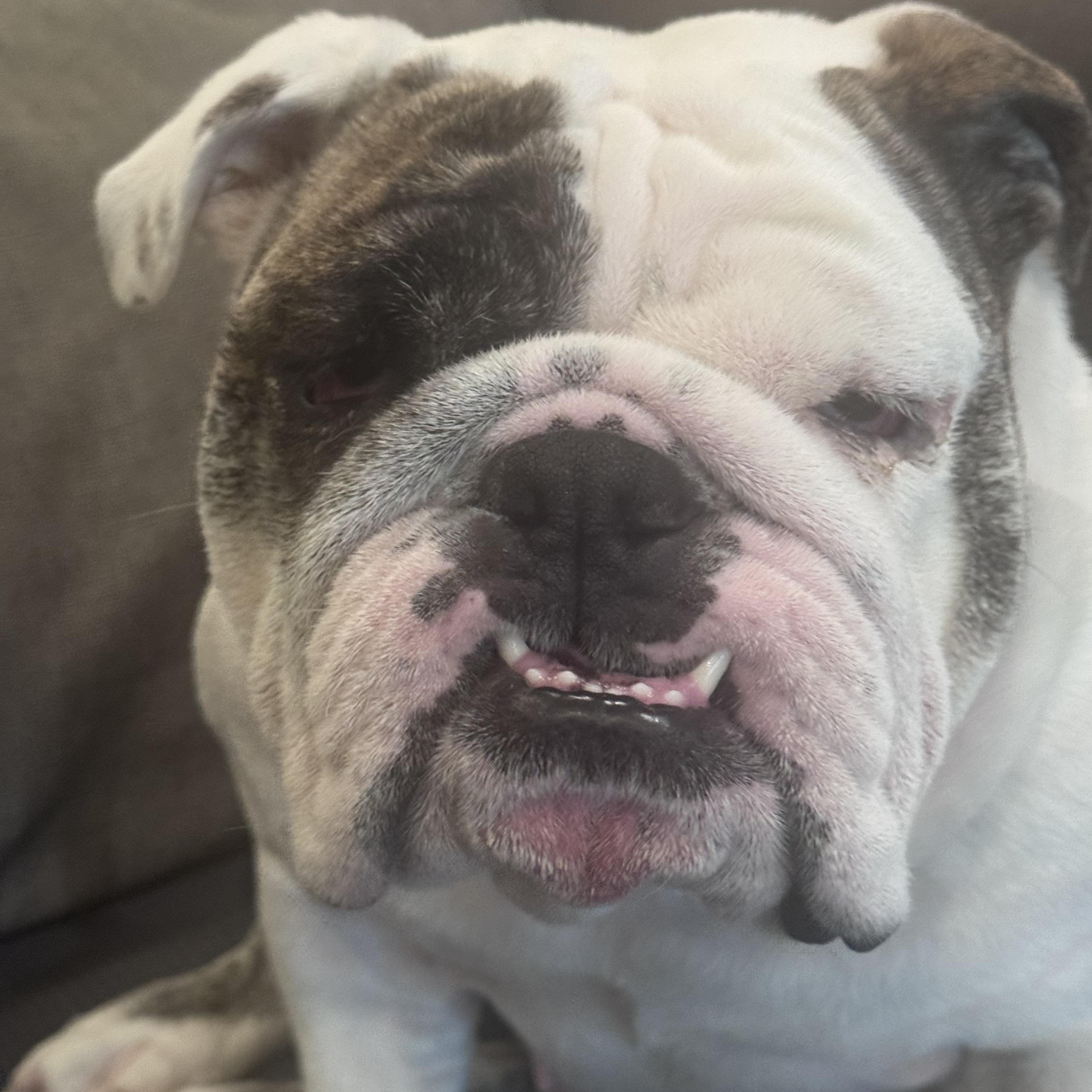 Matilda, ADOPTABLE, Young Female English Bulldog.