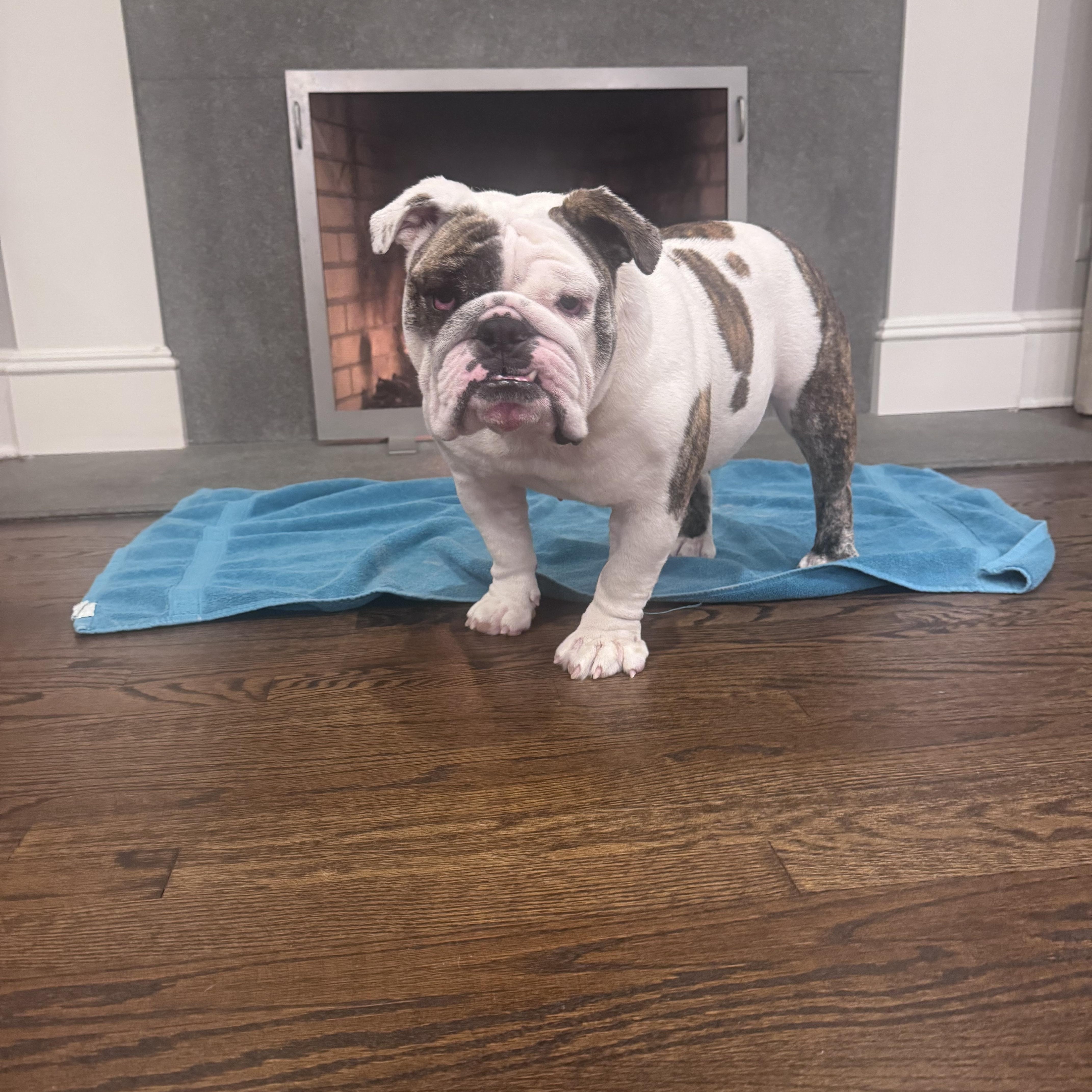 Enlarge Matilda, a ADOPTABLE English Bulldog in Belmar, NJ image 3/5