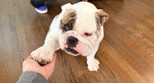 Enlarge Matilda, a ADOPTABLE English Bulldog in Belmar, NJ image 4/5