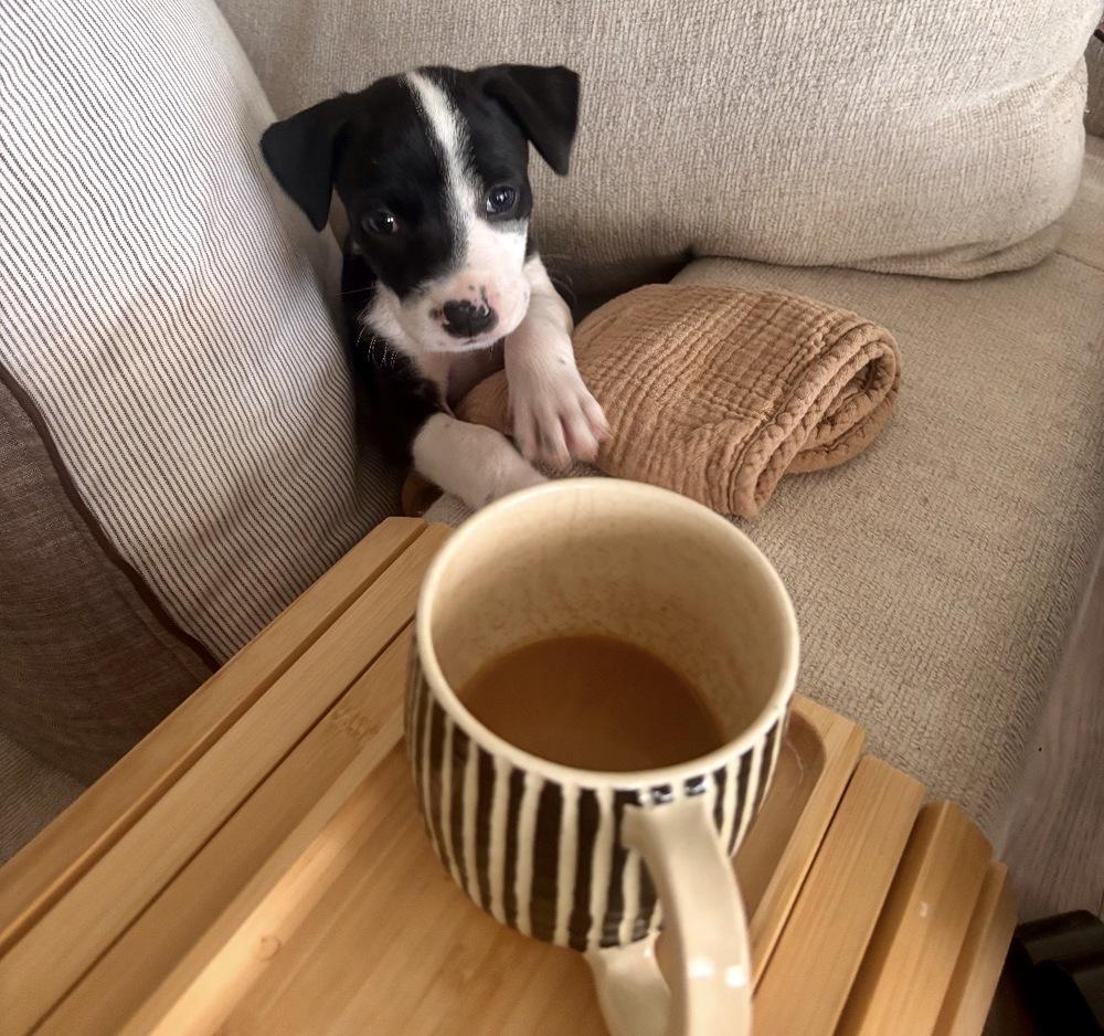 Junie, Adoptable, Puppy Female American Staffordshire Terrier & Pit Bull Terrier.