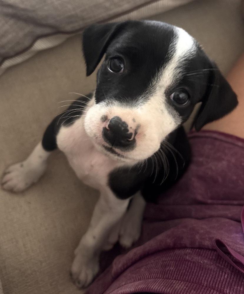 Junie, a Adoptable mixed breed in Clovis, NM image 3/6