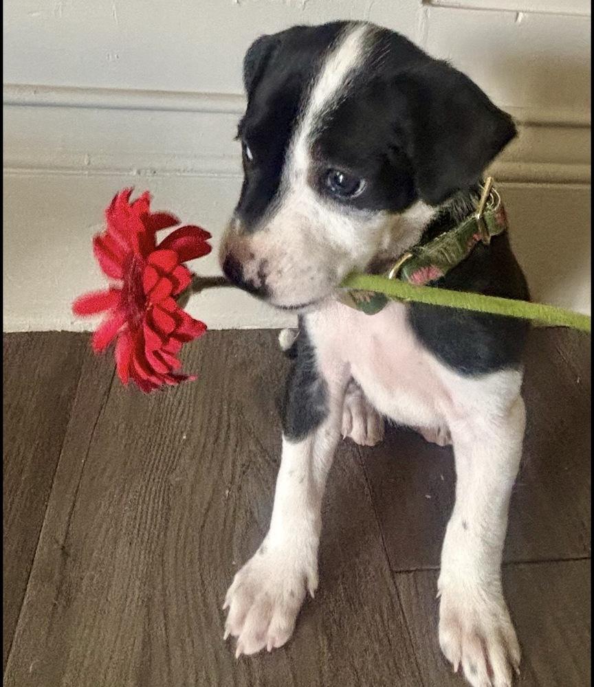 Junie, a Adoptable mixed breed in Clovis, NM image 4/6