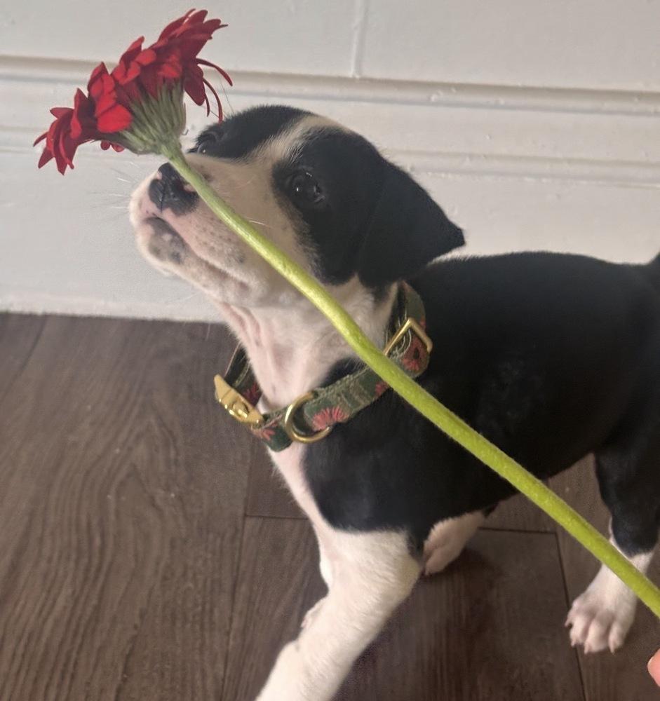 Junie, a Adoptable mixed breed in Clovis, NM image 5/6