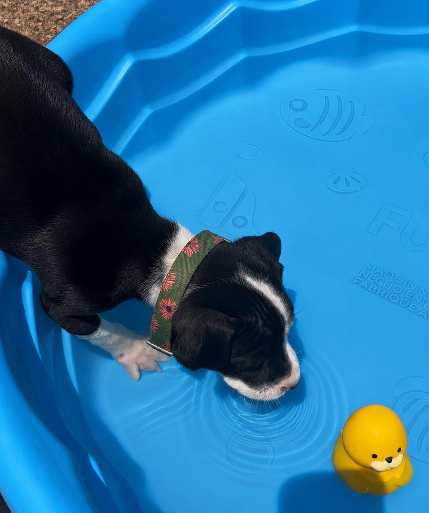 Junie, a Adoptable mixed breed in Clovis, NM image 6/6