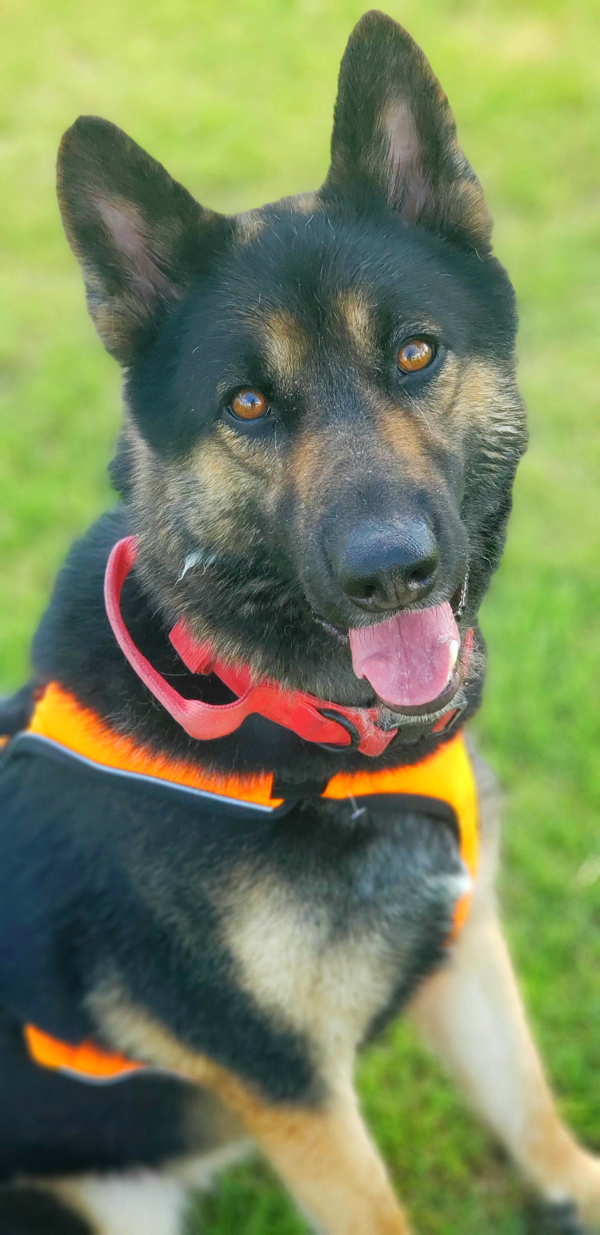 Jacob, adopted, Adult Male Siberian Husky & German Shepherd Dog.