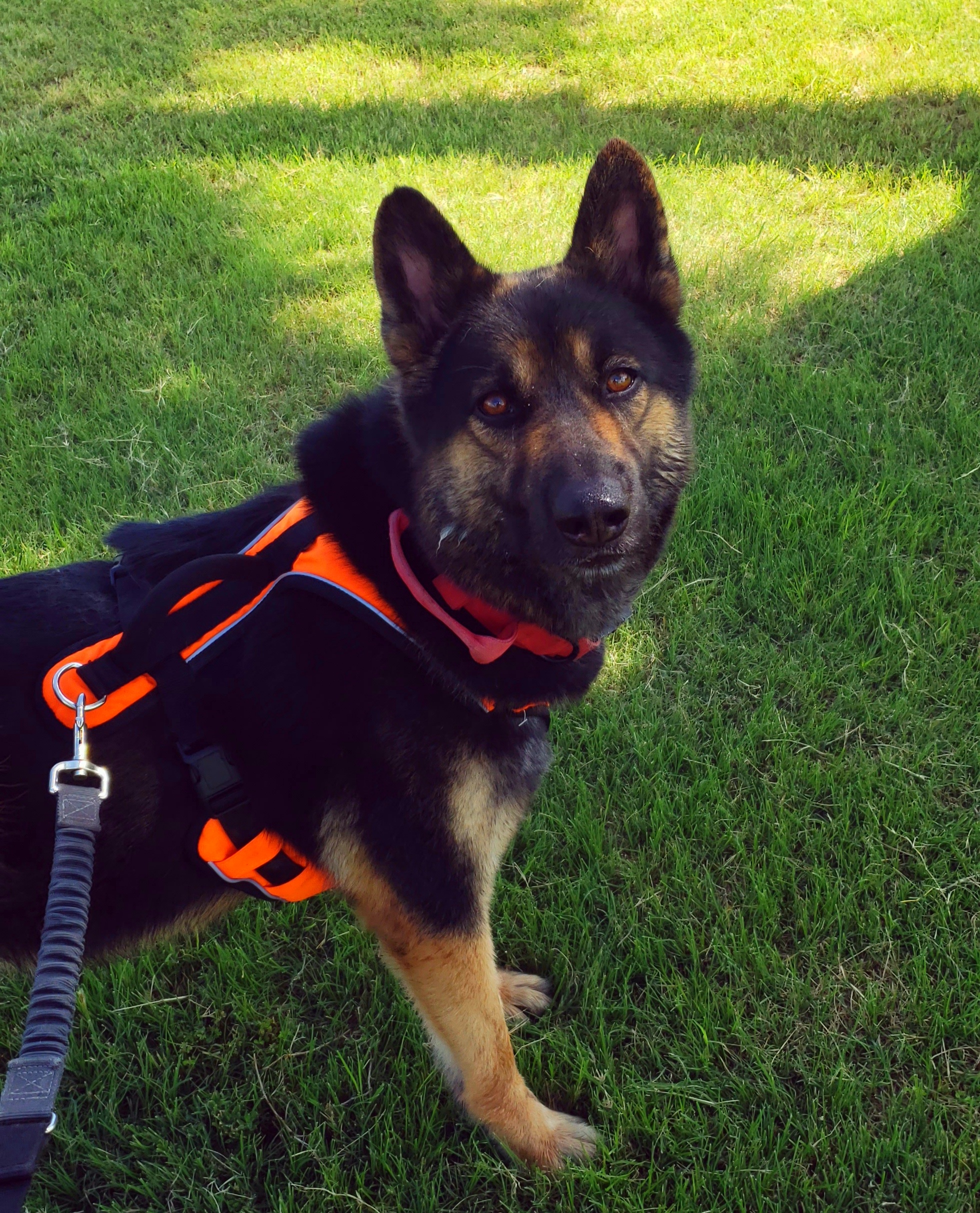 Enlarge Jacob, an adopted mixed breed in Liberal , KS image 2/3