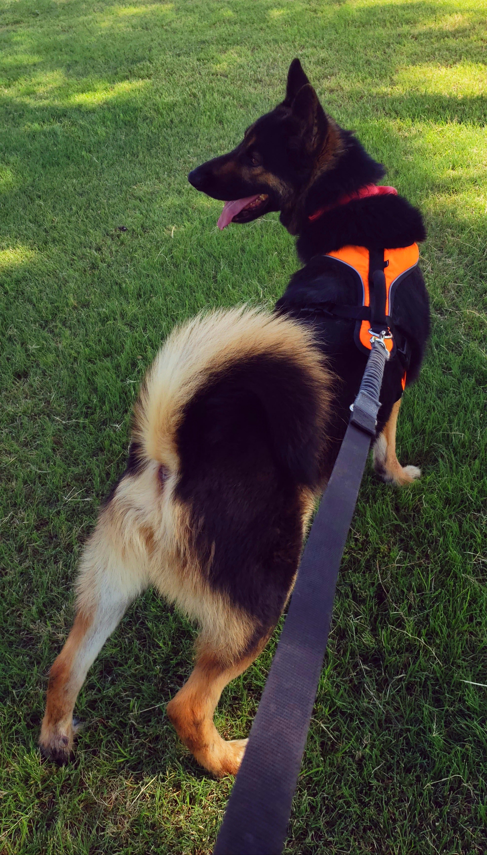 Enlarge Jacob, an adopted mixed breed in Liberal , KS image 3/3