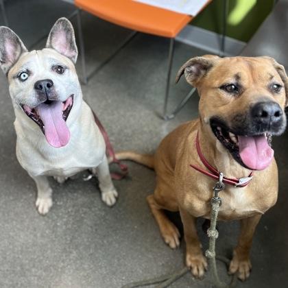 Frijol, Adoptable, Adult Male Mixed Breed & Mixed Breed.