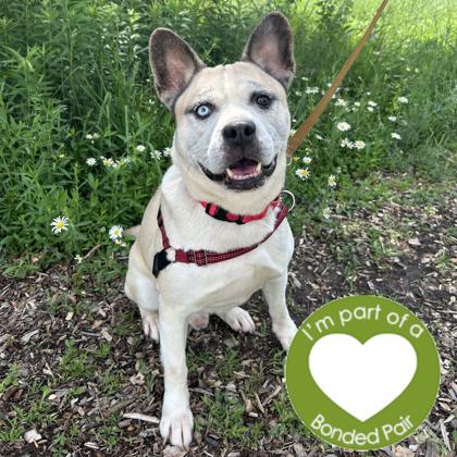 Enlarge Frijol, a Adoptable mixed breed in Janesville, WI image 2/2