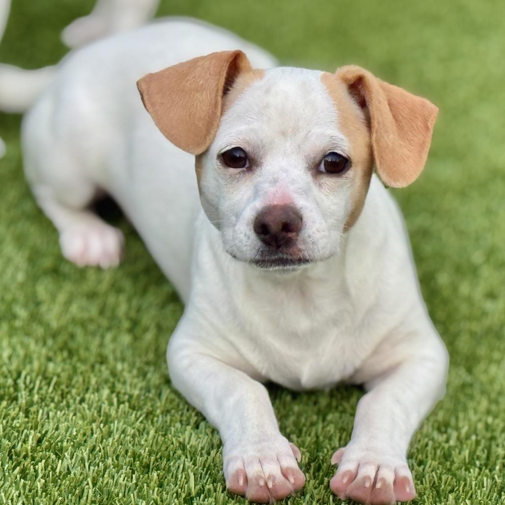 Enlarge Tundra - my mom is Icelyn and she is only 11 lbs, a Adoptable Chihuahua in Austin, TX image 2/5